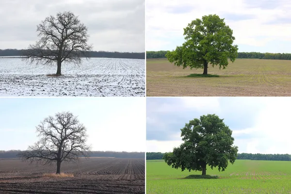 Image Abstraite Arbre Solitaire Hiver Sans Feuilles Sur Neige Printemps — Photo