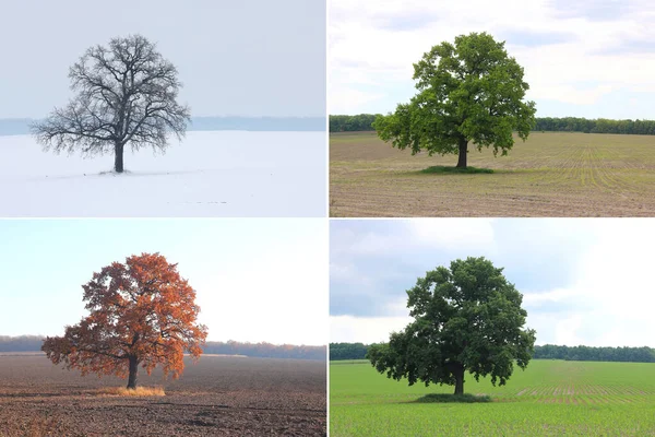 Abstrakt Bild Ensamma Träd Vintern Utan Blad Snö Våren Utan — Stockfoto