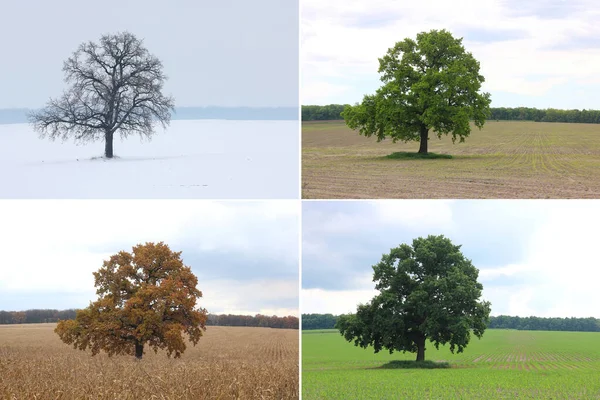 Abstrakt Bild Ensamma Träd Vintern Utan Blad Snö Våren Utan — Stockfoto