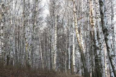 Kışın huş ağacında siyah beyaz huş ağacına sahip genç huş ağaçları diğer huş ağaçlarının arka planına karşıdır.
