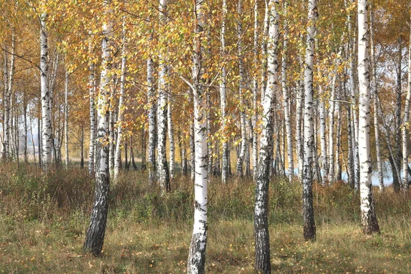 Gyönyörű Jelenet Nyírfákkal Sárga Ősszel Nyírfa Erdő Október Között Más — Stock Fotó