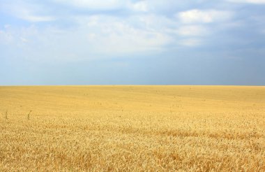 Ukrayna bayrağı, Ukrayna sembolleri ve Ukrayna vatanseverliğinin sembolü olarak mavi gökyüzü ve sarı buğday kulaklı güzel Ukrayna manzarası