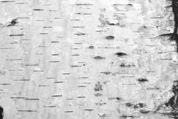 Huş Ağacı Kabuğunun Deseni Siyah Huş Kabuğu Şeritleriyle Beyaz Huş — Stok fotoğraf
