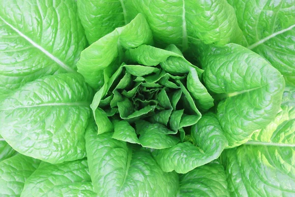 Salatbusch Mit Saftig Reifem Salat Zwischen Großen Salatblättern Und Kleinen — Stockfoto