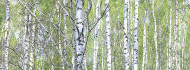 Beyaz huş ağacıyla güzel huş ağaçları huş ağacının huş ağacında, yazın yeşil huş yapraklarıyla birlikte.