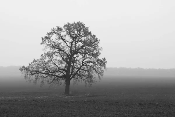 Черно Белое Фото Черно Белым Деревом Фоне Черно Белого Поля — стоковое фото