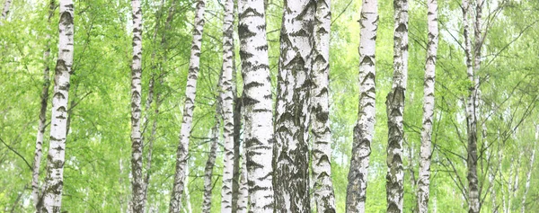 Prachtige Berkenbomen Met Witte Berkenschors Berkenbos Met Groene Berkenbladeren Zomer — Stockfoto