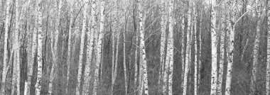 Kışın huş ağacında siyah beyaz huş ağacına sahip genç huş ağaçları diğer huş ağaçlarının arka planına karşıdır.