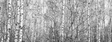 Kışın huş ağacında siyah beyaz huş ağacına sahip genç huş ağaçları diğer huş ağaçlarının arka planına karşıdır.