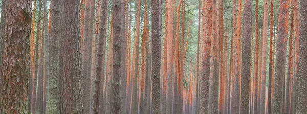 晴れた日には夏には松の皮の茶色の質感を持つ他の松に対して美しい高い松の木と松の森 — ストック写真