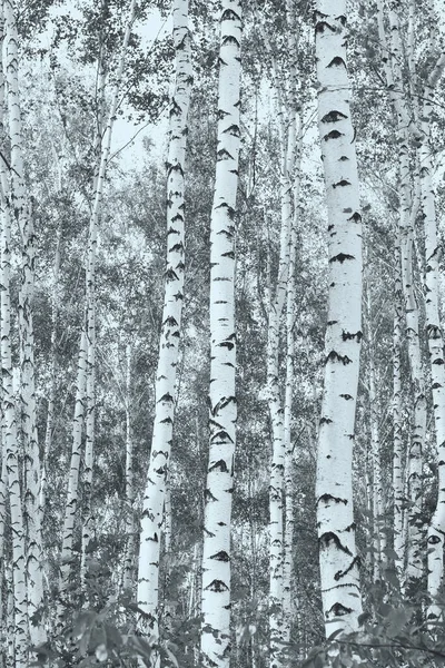 Beautiful birch trees with white birch bark in birch grove with green birch leaves in summer