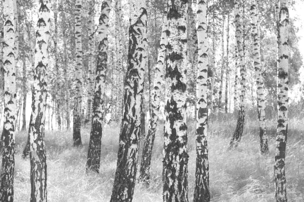 Beautiful birch trees with white birch bark in birch grove with green birch leaves in summer