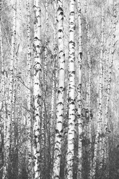 Vidoeiros Jovens Com Casca Vidoeiro Preta Branca Inverno Bosque Vidoeiro — Fotografia de Stock