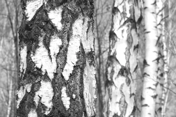 Prachtige Berkenbomen Met Witte Berkenschors Berkenbos Met Berkenbladeren Zomer — Stockfoto