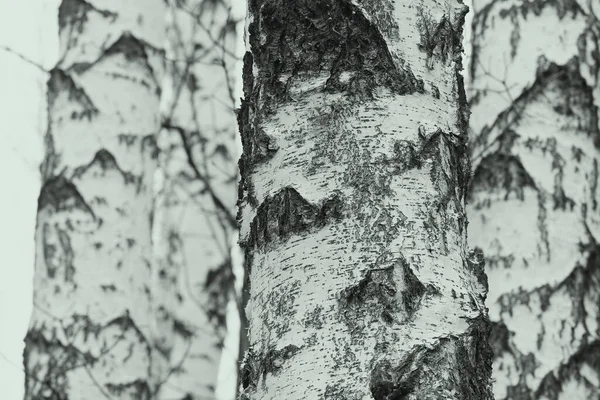 白樺林の冬に他の白樺の背景に黒と白の白樺の樹皮を持つ若い白樺 — ストック写真