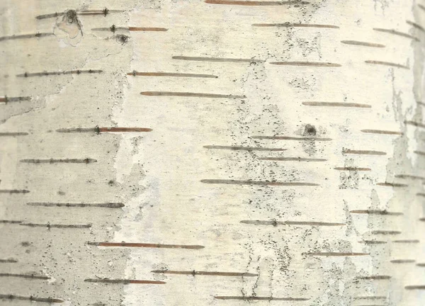 pattern of birch bark with black birch bark stripes on white birch bark and with wooden birch bark texture