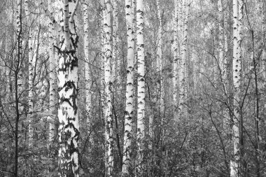 Beyaz huş ağacıyla güzel huş ağaçları huş ağacında huş yapraklarıyla birlikte.