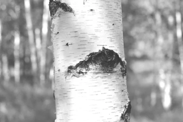 Piękne Brzozy Białą Korą Brzozy Gaju Brzozowym Liśćmi Brzozy Lecie — Zdjęcie stockowe