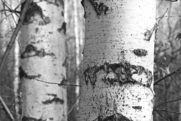 Beautiful birch trees with white birch bark in birch grove with birch leaves in summer