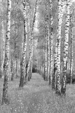 Beyaz huş ağacıyla güzel huş ağaçları huş ağacının huş ağacında, yazın yeşil huş yapraklarıyla birlikte.