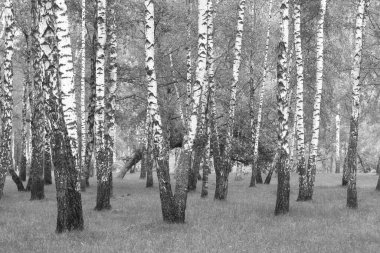 Sonbaharda huş ağaçlarıyla huş ağacının huş ağacına kabuk bağlayan güzel huş ağaçları.