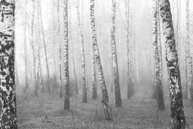 Sonbaharda huş ağaçlarıyla huş ağacının huş ağacına kabuk bağlayan güzel huş ağaçları.