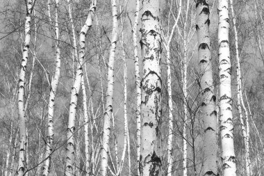 Sonbaharda huş ağaçlarıyla huş ağacının huş ağacına kabuk bağlayan güzel huş ağaçları.