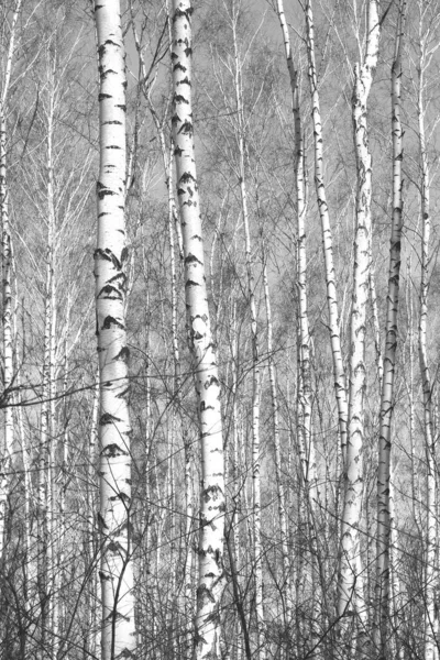 Beautiful birch trees with white birch bark in birch grove with birch leaves in autumn