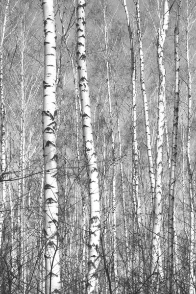 Beautiful Birch Trees White Birch Bark Birch Grove Birch Leaves — Foto de Stock