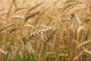 Ripe spikelets of wheat close-up in field