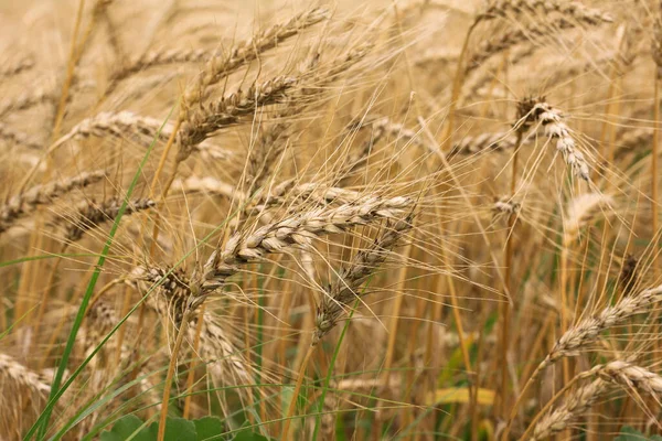 Ripe Spikelets Wheat Close Field — Zdjęcie stockowe