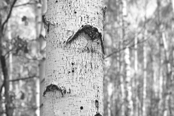 Beautiful birch trees with white birch bark in birch grove with birch leaves in autumn