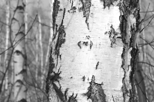 Beautiful Birch Trees White Birch Bark Birch Grove Birch Leaves — Photo