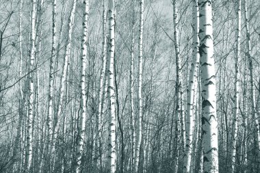 Sonbaharda huş ağaçlarıyla huş ağacının huş ağacına kabuk bağlayan güzel huş ağaçları.