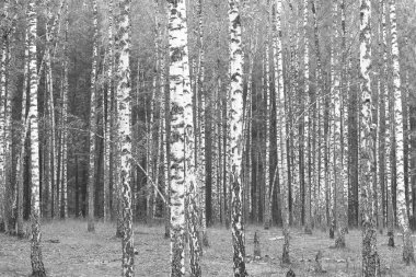 Sonbaharda huş ağaçlarıyla huş ağacının huş ağacına kabuk bağlayan güzel huş ağaçları.
