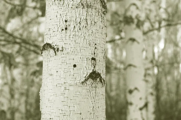 Όμορφη Σημύδα Λευκό Φλοιό Σημύδας Δάσος Σημύδας Φύλλα Σημύδας Φθινόπωρο — Φωτογραφία Αρχείου