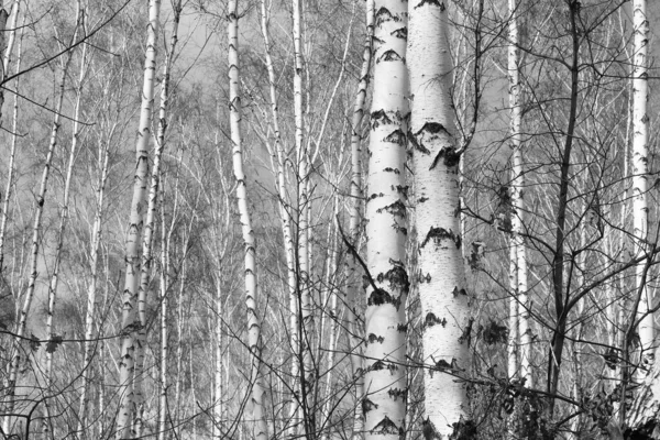 Beautiful birch trees with white birch bark in birch grove with birch leaves in autumn