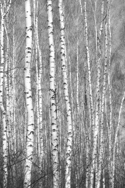 Sonbaharda huş ağaçlarıyla huş ağacının huş ağacına kabuk bağlayan güzel huş ağaçları.