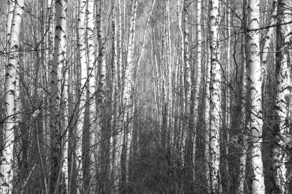 Beautiful Birch Trees White Birch Bark Birch Grove Birch Leaves — Fotografia de Stock