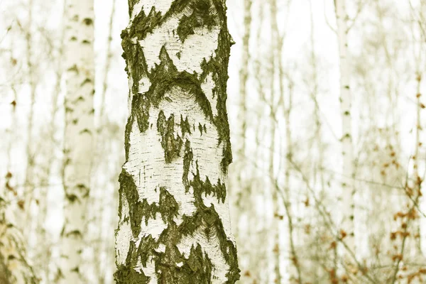 Beautiful Birch Trees White Birch Bark Birch Grove Birch Leaves — Stockfoto