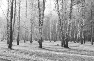 Sonbaharda huş ağaçlarıyla huş ağacının huş ağacına kabuk bağlayan güzel huş ağaçları.