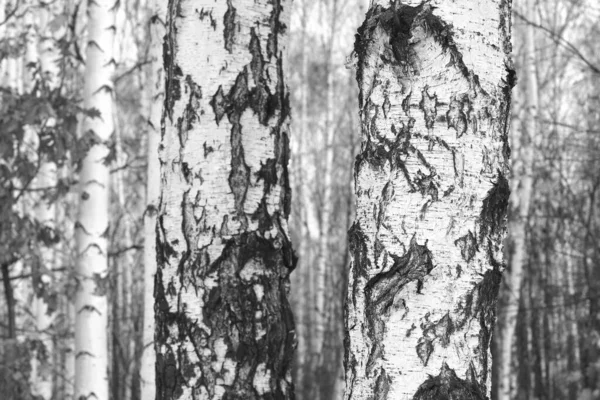 Όμορφη Σημύδα Λευκό Φλοιό Σημύδας Δάσος Σημύδας Φύλλα Σημύδας Φθινόπωρο — Φωτογραφία Αρχείου