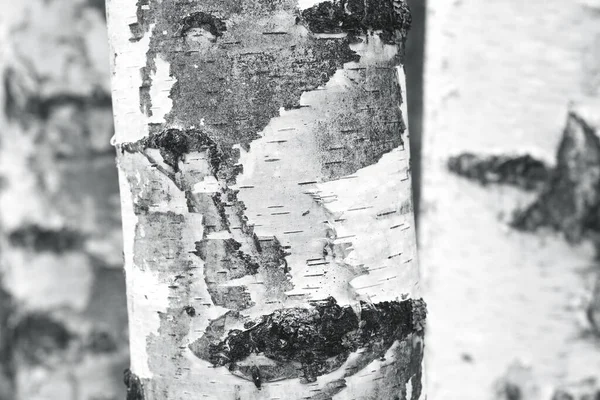 Pattern Birch Bark Black Birch Stripes White Birch Bark Wooden — Stock Photo, Image