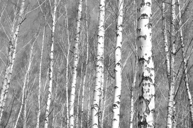Sonbaharda huş ağaçlarıyla huş ağacının huş ağacına kabuk bağlayan güzel huş ağaçları.