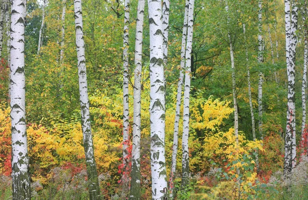 Sonbaharda Huş Ağaçlarıyla Huş Ağacının Huş Ağacına Kabuk Bağlayan Güzel — Stok fotoğraf