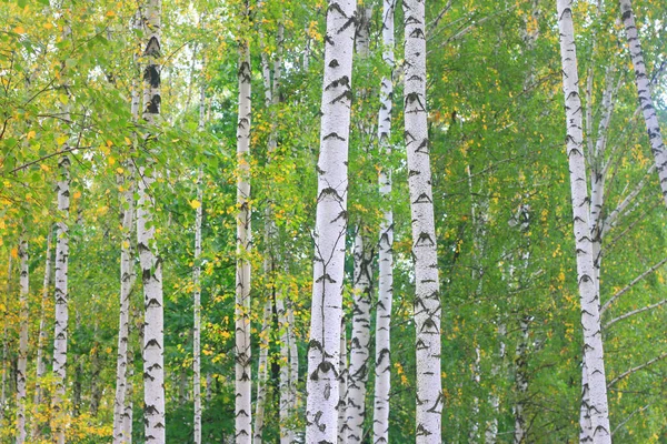 Beautiful Birch Trees White Birch Bark Birch Grove Birch Leaves — ストック写真