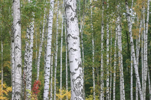 Krásné Břízy Bílou Březovou Kůrou Březovém Háji Březovými Listy Podzim — Stock fotografie