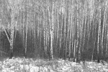 Kışın huş ağacında siyah beyaz huş ağacına sahip genç huş ağaçları diğer huş ağaçlarının arka planına karşıdır.