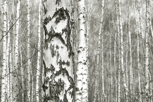 Beautiful Birch Trees White Birch Bark Birch Grove Birch Leaves — Stockfoto
