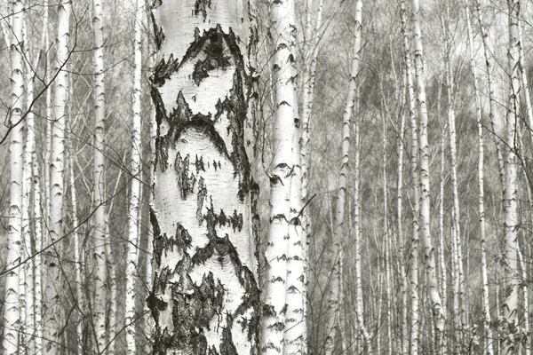 Beautiful Birch Trees White Birch Bark Birch Grove Birch Leaves — Zdjęcie stockowe